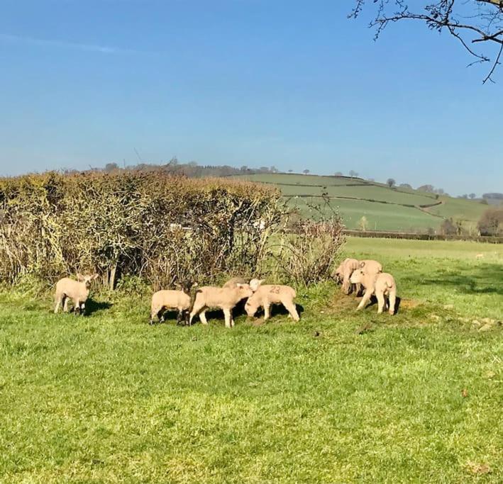 Rural Devon Retreat In Stunning Exe Valley. Exeter Eksteriør billede
